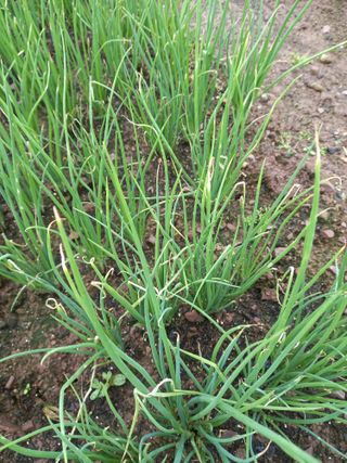 전진욱님의 파 · 영농일지 작성글 사진