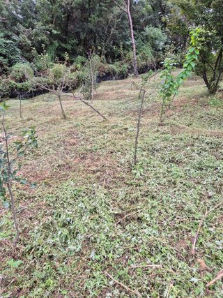 호랑이별님의 기타작물 · 영농일지 작성글 사진