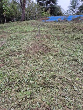 호랑이별님의 기타작물 · 영농일지 작성글 사진