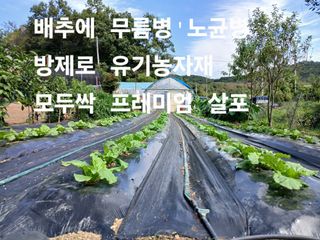 안승호님의 배추 · 영농일지 작성글 사진