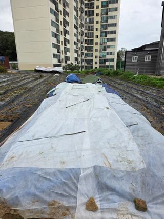 병섭님의 들깨 · 영농일지 작성글 사진