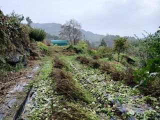 한골머스마님의 들깨 · 영농일지 작성글 사진