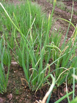 전진욱님의 파 · 영농일지 작성글 사진