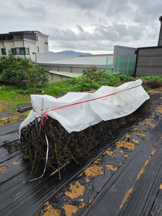 병섭님의 들깨 · 영농일지 작성글 사진