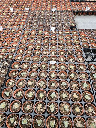 신상섭님의 기타작물 · 영농일지 작성글 사진