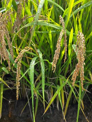 병섭님의 벼 · 영농일지 작성글 사진