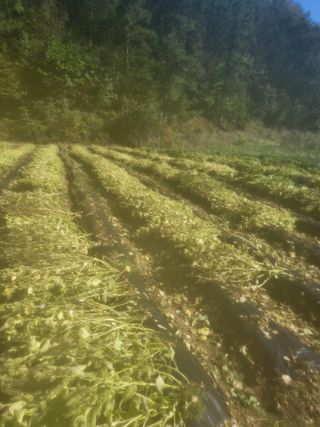 이상욱님의 들깨 · 영농일지 작성글 사진