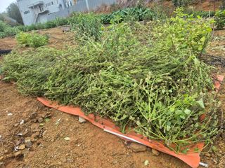 최진일님의 감 · 영농일지 작성글 사진