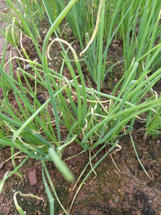 전진욱님의 파 · 영농일지 작성글 사진