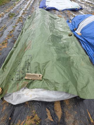 병섭님의 들깨 · 영농일지 작성글 사진