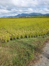 팜모닝 벼·영농일지 게시글 이미지