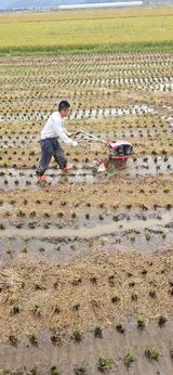 팜모닝 마늘·영농일지 게시글 이미지