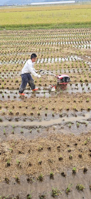 구춘봉님의 마늘 · 영농일지 작성글 사진