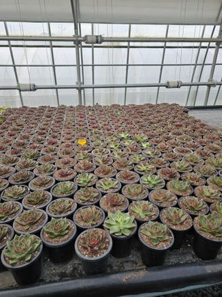 신상섭님의 기타작물 · 영농일지 작성글 사진