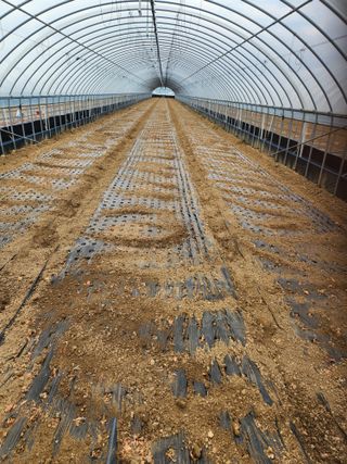 김저팔계님의 파 · 영농일지 작성글 사진