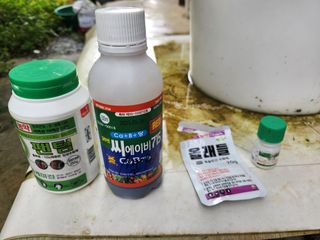 꿀복이농장님의 배추 · 영농일지 작성글 사진