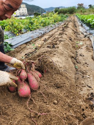 김영숙님의 고구마 · 영농일지 작성글 사진