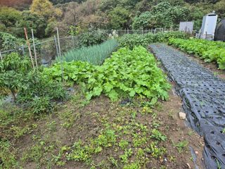 이준영님의 배추 · 영농일지 작성글 사진
