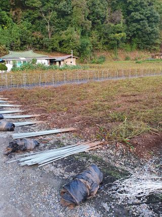 남기탁 님의 고추 · 영농일지 작성글 사진