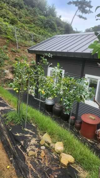 김응진님의 배추 · 영농일지 작성글 사진