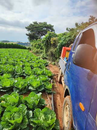 김저팔계님의 배추 · 영농일지 작성글 사진