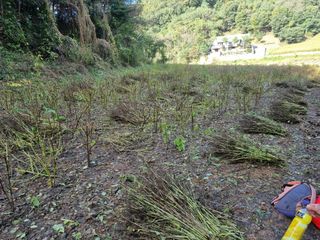 원인호님의 들깨 · 영농일지 작성글 사진