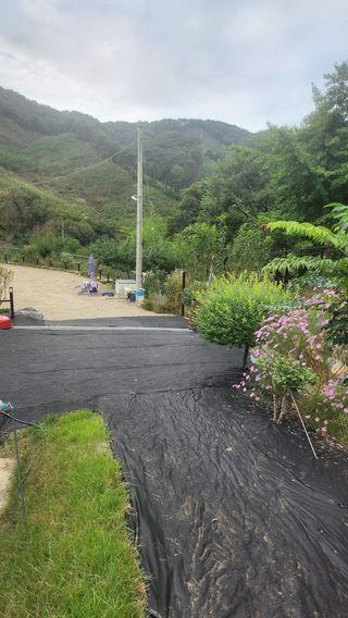 김응진님의 배추 · 영농일지 작성글 사진