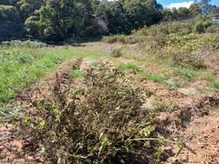안승호님의 들깨 · 영농일지 작성글 사진