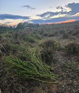 팜모닝 기타작물·영농일지 게시글 이미지