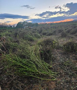최종태님의 기타작물 · 영농일지 작성글 사진