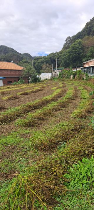 까망돌1988님의 들깨 · 영농일지 작성글 사진