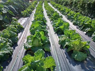 안승호님의 들깨 · 영농일지 작성글 사진