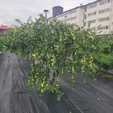 팜모닝 기타작물·영농일지 게시글 이미지