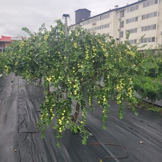 박충선님의 기타작물 · 영농일지 작성글 사진