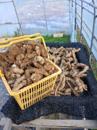 백영호님의 기타작물 · 영농일지 작성글 사진