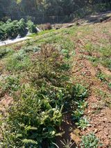 팜모닝 들깨·영농일지 게시글 이미지