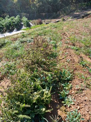 안승호님의 들깨 · 영농일지 작성글 사진