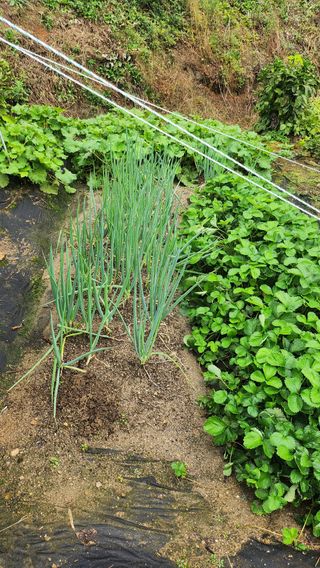 김응진님의 배추 · 영농일지 작성글 사진