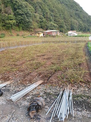 남기탁 님의 고추 · 영농일지 작성글 사진