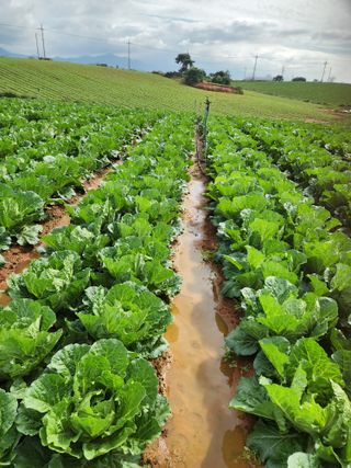 김저팔계님의 배추 · 영농일지 작성글 사진