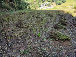 원인호님의 들깨 · 영농일지 작성글 사진