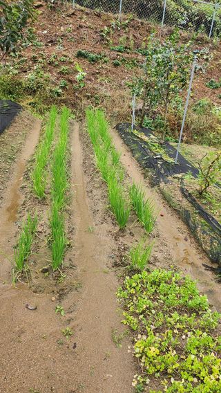 김응진님의 배추 · 영농일지 작성글 사진