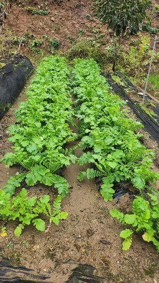 김응진님의 배추 · 영농일지 작성글 사진