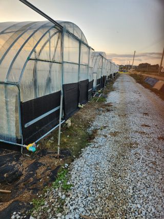 김저팔계님의 배추 · 영농일지 작성글 사진