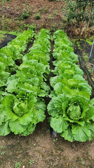 김응진님의 배추 · 영농일지 작성글 사진