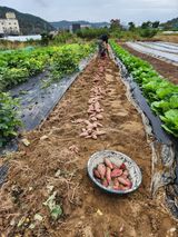 팜모닝 고구마·영농일지 게시글 이미지