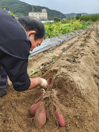 김영숙님의 고구마 · 영농일지 작성글 사진