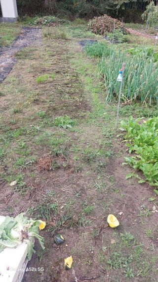 Blackbear님의 기타작물 · 영농일지 작성글 사진