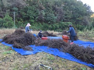 이기은님의 들깨 · 영농일지 작성글 사진
