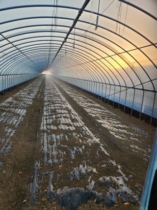 김저팔계님의 배추 · 영농일지 작성글 사진